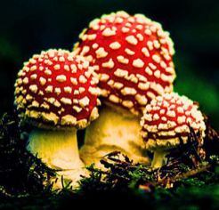 Amanita Online Congress 2025 Logo